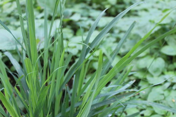 Lemongrass plants in the garden