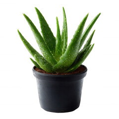 A vibrant green aloe vera plant in a black pot, showcasing its thick, fleshy leaves with small, white specks. Ideal for home decor or health and wellness themes.