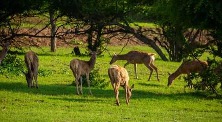 Beautiful sika deer in the autumn forest against the background of colorful foliage of trees. The deer looks to the sides and chews the grass. Fabulous forest autumn landscape with wild animals.