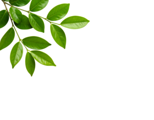 Fresh green tree branch with smooth glossy pointed leaves in a corner arrangement.