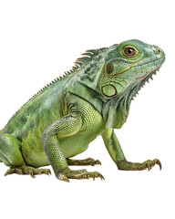 Naklejka premium Detailed close up portrait of a vibrant green iguana with scales and claws against a black background