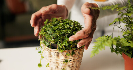 Home, pot and hands of person with plants in closeup for organic soil, care and hobby. Creeping...
