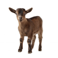 Fototapeta premium Cute baby goat standing with a curious expression on a white isolated background.