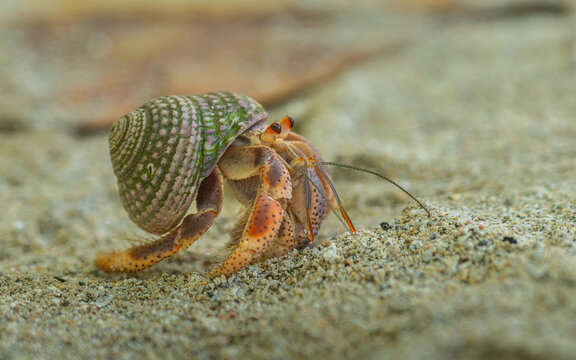 Einsiedlerkrebs (Paguroidea )