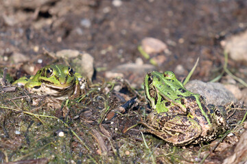 2 grenouilles vertes sur la berge