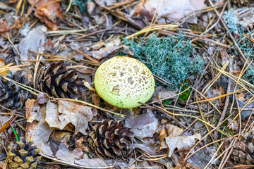Edible mushrooms mushrooms on the forest floor in Brest Belarus.