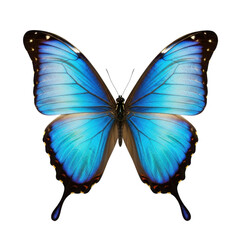 Fototapeta premium Stunning Bright Blue Morpho Butterfly with Open Wings Isolated on White Background