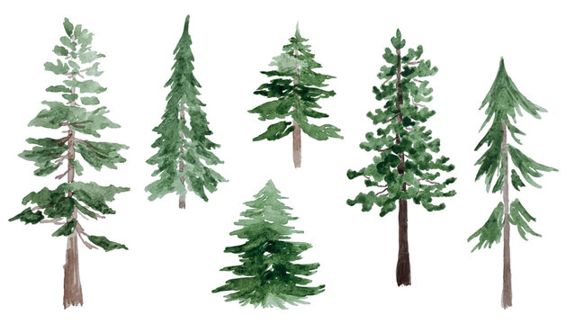 Set of hand-painted Forest Firs and Pines in watercolor. Design For Christmas Card Design, Banners, Patterns. Vector