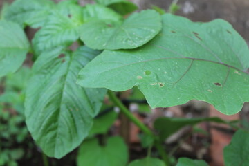 Eggplant plants in the garden