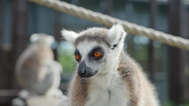 Katta dumbalarning fotosuratlarini koring