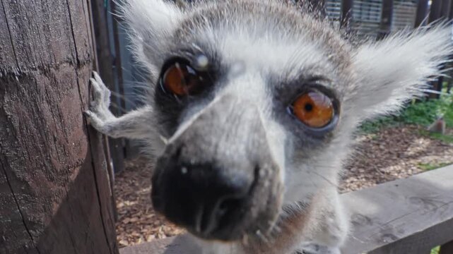 Extreme close-up wide-angle view of a Ring-tailed lemur (Lemur catta) with vivid amber eyes filling the frame, stretching a paw onto a wooden post while leaning curiously toward the lens, real time