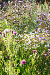 Obraz premium chamomiles, thistles, and other different herbs