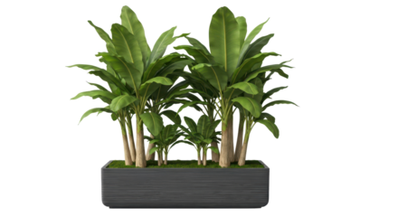 Modern isolated tropical houseplant in a long black rectangular planter box