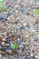 leaves on the ground