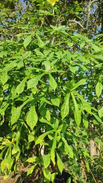 Moschatus plant in the garden