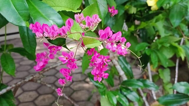 Bunga Air Mata Pengantin Berasal dari Amerika Tengah, khususnya Meksiko, tanaman ini adalah liana (tumbuhan memanjat) yang populer sebagai tanaman hias. Memiliki bunga berwarna merah jambu