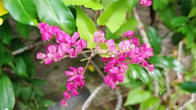 Bunga Air Mata Pengantin Berasal dari Amerika Tengah, khususnya Meksiko, tanaman ini adalah liana (tumbuhan memanjat) yang populer sebagai tanaman hias. Memiliki bunga berwarna merah jambu