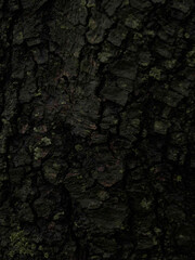 Bark and Shadows