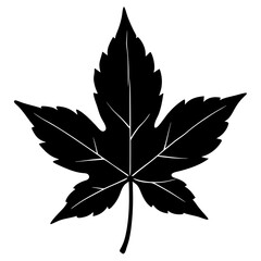 Liquidambar Styraciflua Tree Leaves  Vector Silhouette Isolate White Background