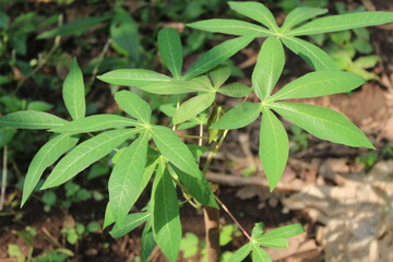 Cassava leaves in the garden