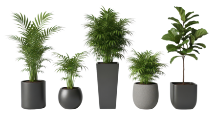 Group of Five Different Potted Indoor House Plants Set Isolated on White Background