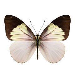 Fototapeta premium Isolated butterfly with light yellow and dark brown wings on white background