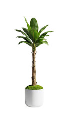 Houseplant in white pot isolated on white background