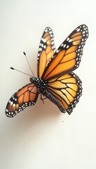 Fototapeta premium Detailed Close-up of a Monarch Butterfly
