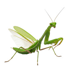 Green Praying Mantis with wings spread, isolated on white background