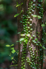 Tiny round leaves of Dischidia nummularia trailing along a tree branch under soft sunlight. String of Nickels, Button Orchid Vine