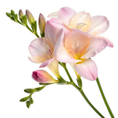 Fototapeta premium Freesia flower isolated on transparent background 