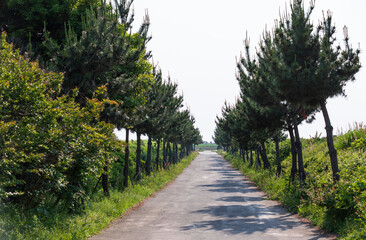 A quiet country road lined with tall, evenly spaced trees stretching into the distance. Roadside trees