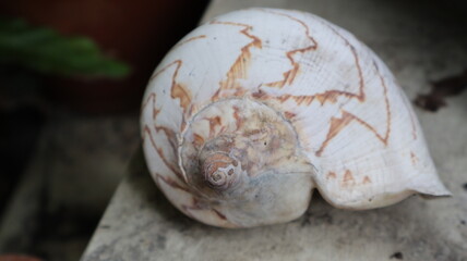 A spiral seashell with natural patterns on a natural background