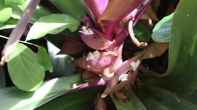 Close-up of a purple and green Tradescantia spathacea plant with small white flowers