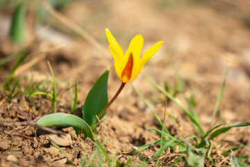 Blooming tulips Kaufman. Field of multi-colored tulips as a concept of holiday and spring. Flowers in a meadow with grass as a background with a place for text and copy space.
