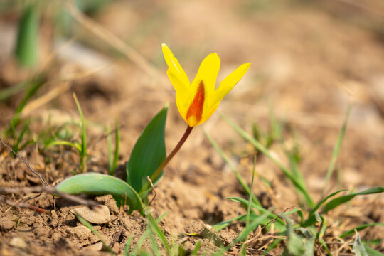 Blooming tulips Kaufman. Field of multi-colored tulips as a concept of holiday and spring. Flowers in a meadow with grass as a background with a place for text and copy space. - Powered by Adobe