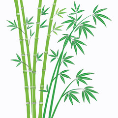 Obraz premium Green bamboo stalks and leaves asian zen garden botanical vector illustration 
