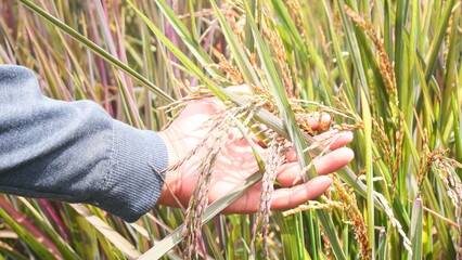 Farmer's Hand Holding Rice Grains in a Paddy Field