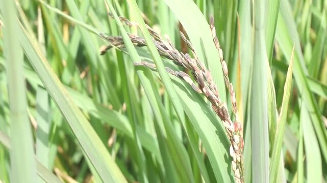 Close-up of Riceberry Grains with green leaves