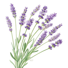Fototapeta premium A delicate lavender bouquet isolated on transparent background, showcasing its beauty