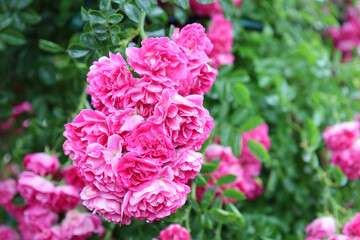 Vibrant pink roses in lush bloom, surrounded by rich green foliage. The flowers form dense clusters, adding volume and color intensity, creating a festive mood.