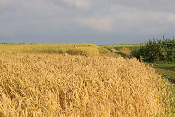 Golden fields of ripe wheat stretch under a cloudy sky, creating an atmosphere of an agricultural landscape. A forest line and a path leading into the distance are visible on the horizon.