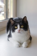 Adorable Black-White Cat Relaxing on Windowsill, Bathed in Natural Light, Captivating Yellow Eyes.