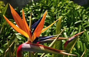 Obraz premium Strelitzia reginae bird of paradise flower blooming in a botanical garden