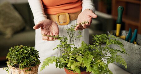 Hands, plants and check leaves in home with care, inspection and foliage in living room. Person,...