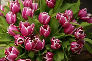 Bouquet of beautiful pink and white tulips blooming in spring