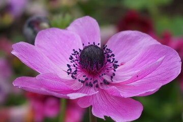 Vibrant Purple Anemone Coronaria in Full Bloom Against a Colorful Artistic Background.