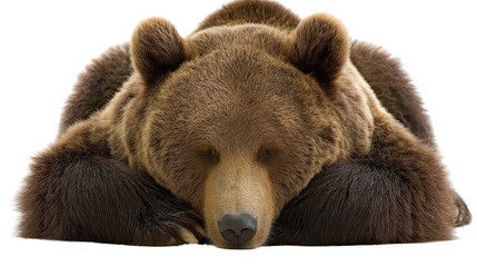 Obraz premium Bear laying down peacefully with paws crossed isolated on a Transparent background, PNG file.