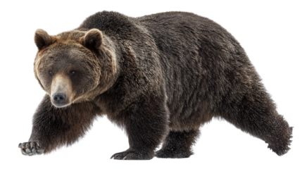 Bear mid-step walking toward the camera background isolated on a Transparent background, PNG file.