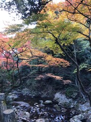 autumn in the forest